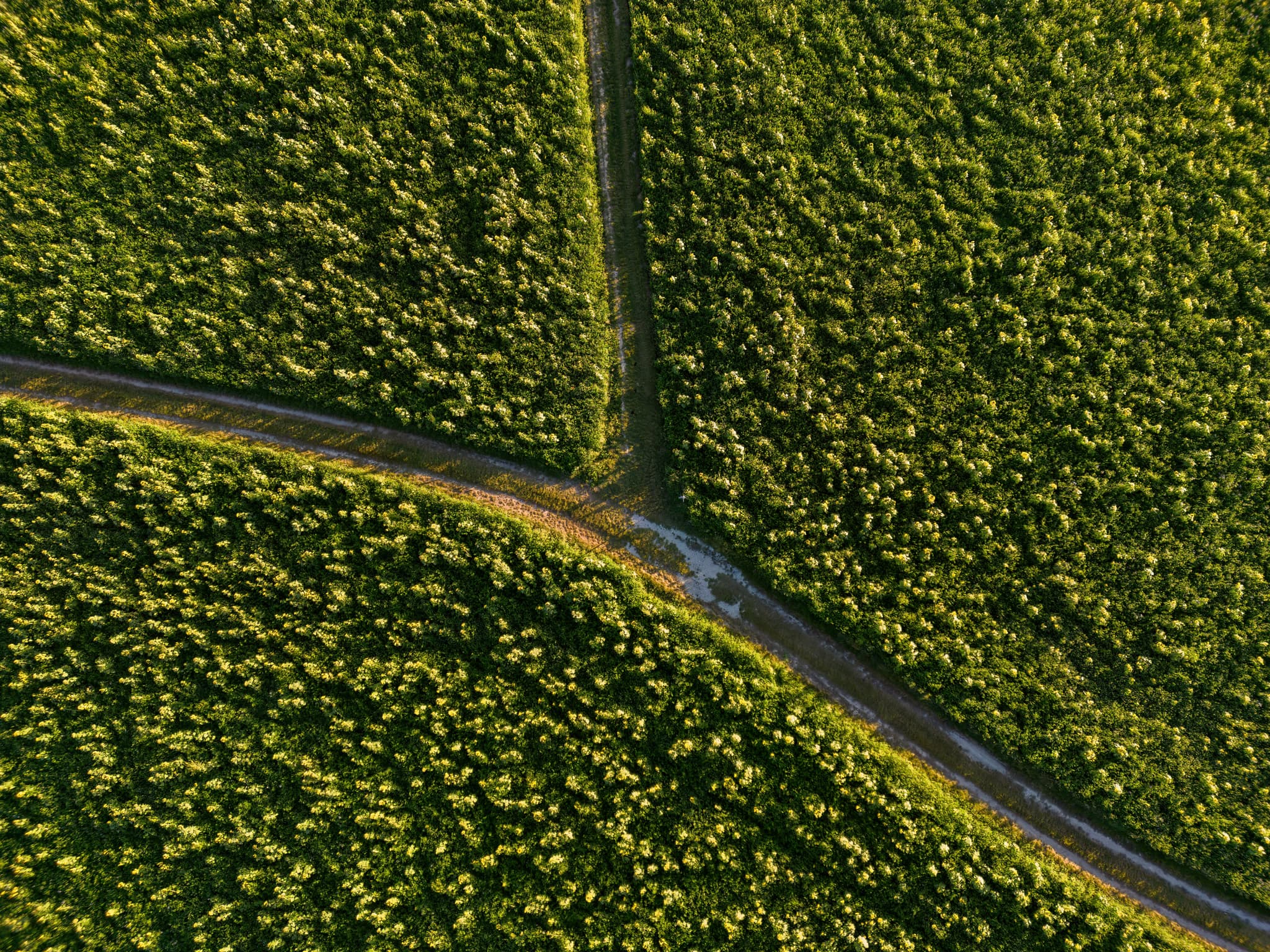 Luftbild, Bad Griesbach, Passau, Niederbayern, Bäderdreieck - Luftbild Bad Griesbach im Kurpark, umgeben von Sonnenblumen. Aufnahmen aus Bad Griesbach, Landkreis Passau, Niederbayern, Deutschland im Bäderdreieck.