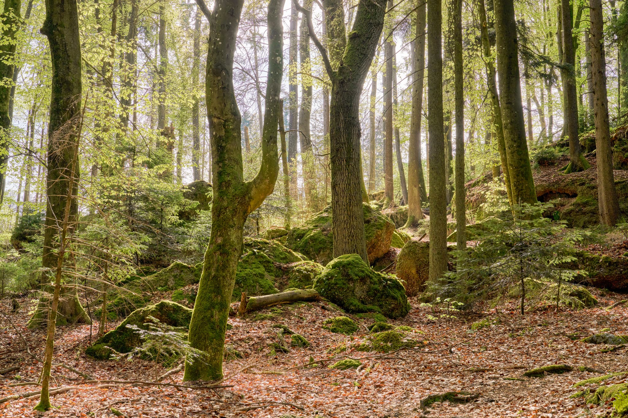 Luisenburg, Bad Griesbach, Passau, Niederbayern - Waldweg St. Salvator zum Kultstein, Bad Griesbach, Landkreis Passau, Niederbayern, Bayern. Deutschland.