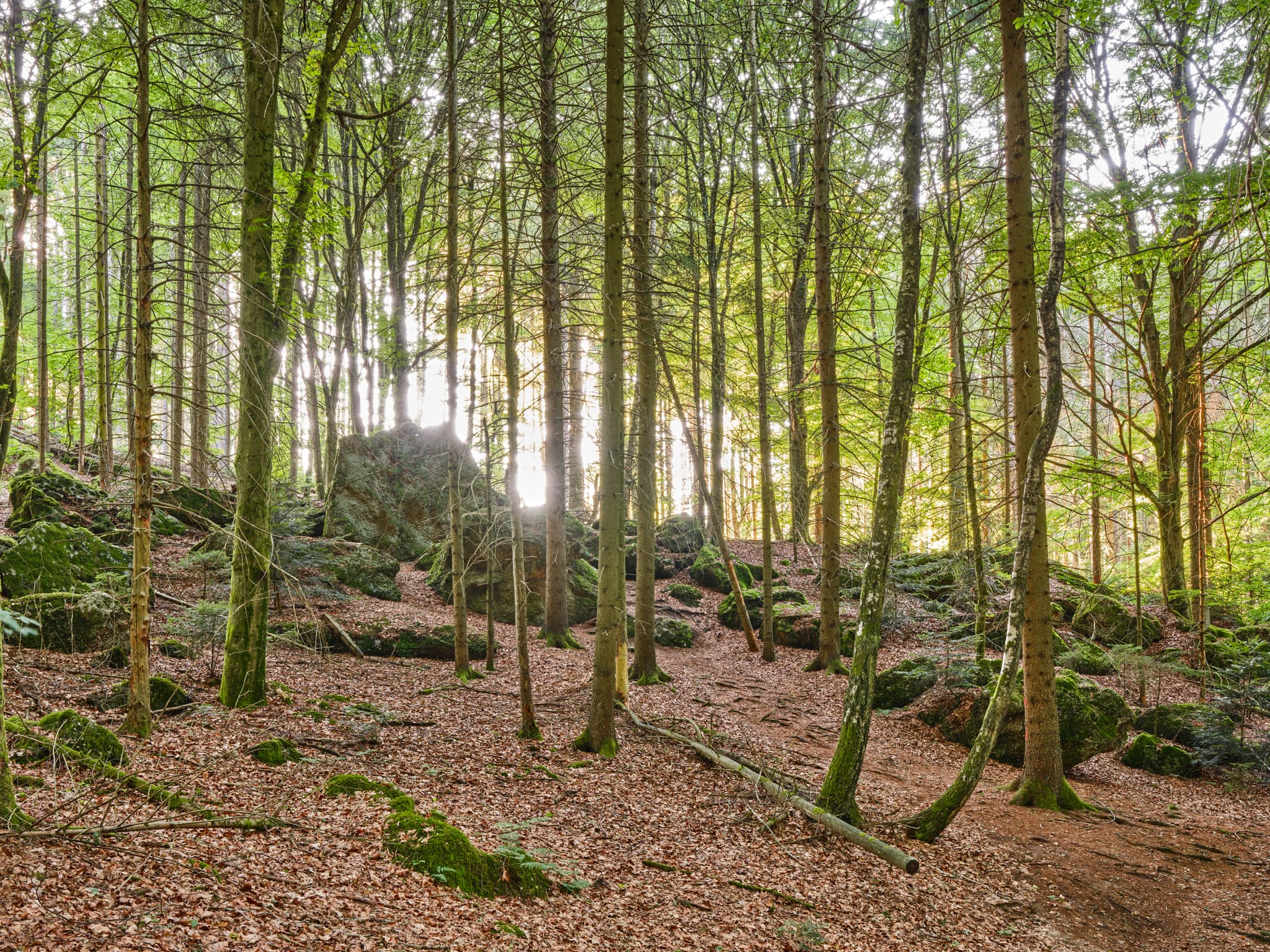 Luisenburg bei St. Salvator, Bad Griesbach, Passau - Waldlandschaft mit Felsen in St. Salvator, Bad Griesbach, Landkreis Passau, Niederbayern, Bayern, Deutschland. Sonnenlicht durch Bäume.