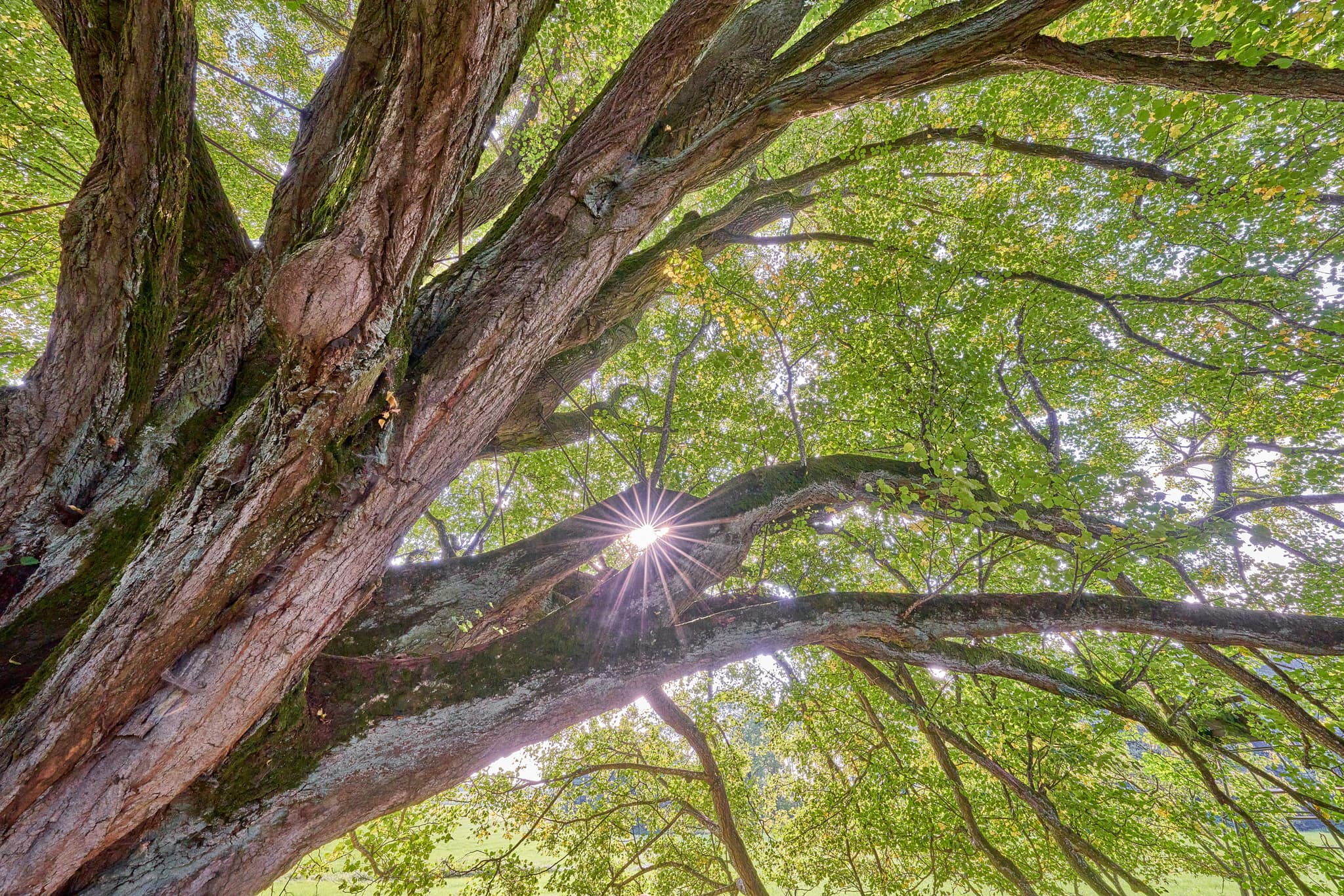 Macht der Natur, Krieringer Linde, Wittibreut, Niederbayern - Eine Linde in Wittibreut, Rottal-Inn, Niederbayern, Deutschland. Das Bild zeigt das Motiv im Sommer mit Sonnenlicht durch die Blätter.