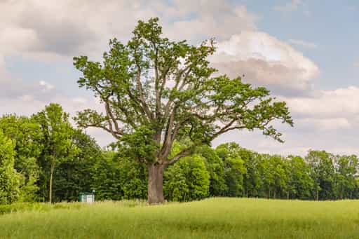 Mächtige alte Eiche in Braunau am Inn, Oberösterreich