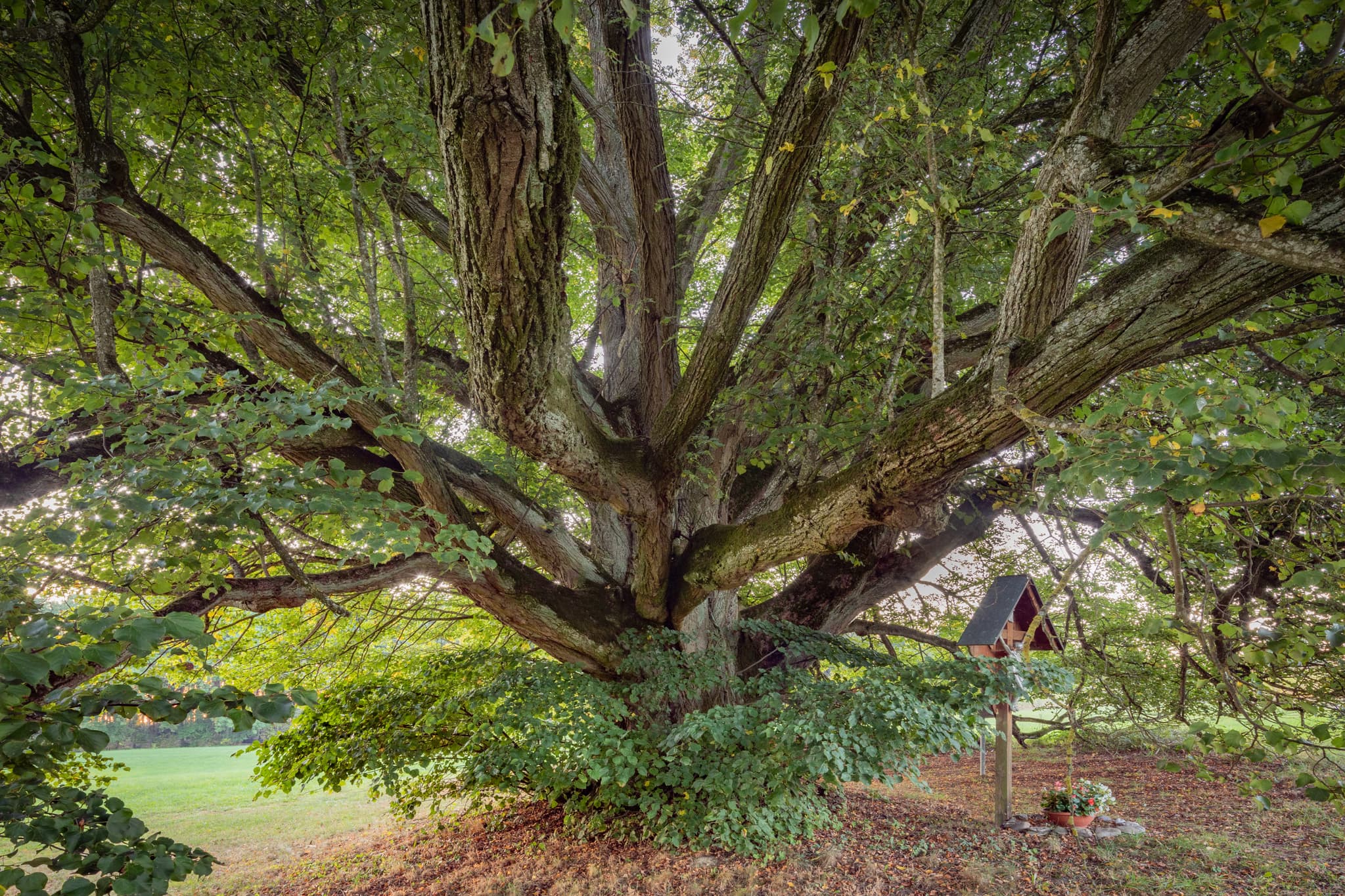 Mächtige Linde in Kriering, Rottal-Inn, Niederbayern - Linde in Kriering, Wittibreut, Rottal-Inn, Niederbayern, Deutschland. Der Baum steht in grüner Wiesenlandschaft der Bäderdreieck-Region.