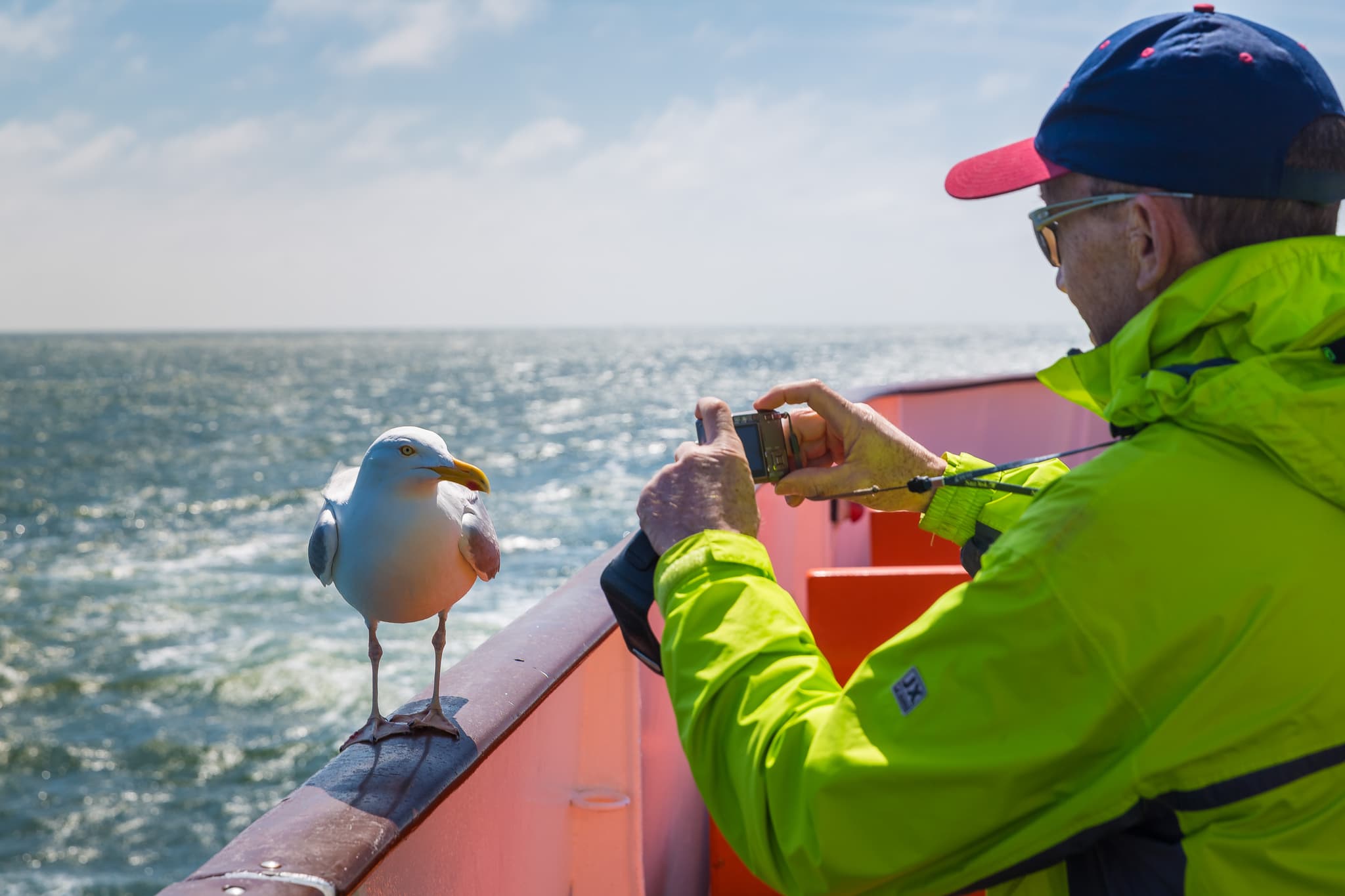 Möwe nahe Helgoland, Landkreis Pinneberg, Schleswig-Holstein - Nahaufnahme einer Möwe auf einem Boot vor Helgoland. Die Insel in der Nordsee, Landkreis Pinneberg, Schleswig-Holstein, Deutschland, prägt die Nordseeküste.