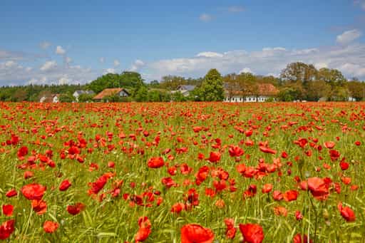 Moonfeld, Burgkirchen, Altötting, Oberbayern, Inn-Salzach