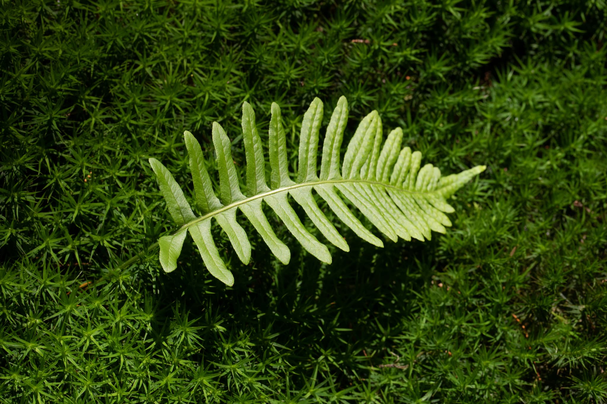 Moos, Kaser Steinstuben, Voglarn, Rottal-Inn, Niederbayern - Nahaufnahme von Moos in Voglarn, Triftern, Rottal-Inn, Niederbayern, Holzland, Bäderdrieck, Deutschland. Das Bild zeigt detailliert die Struktur des Mooses.