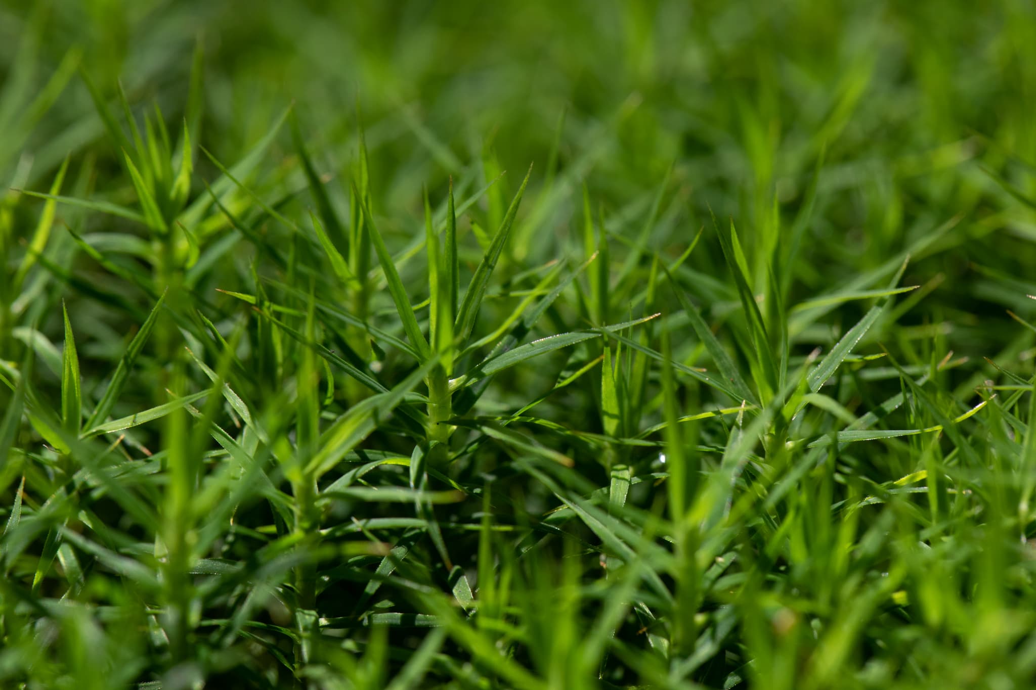 Moos, Kaser Steinstuben, Voglarn, Rottal-Inn, Niederbayern - Nahaufnahme von Moos in Voglarn, Triftern, Rottal-Inn, Niederbayern, Holzland, Bäderdrieck, Deutschland. Das Bild zeigt detailliert die Struktur des Mooses.