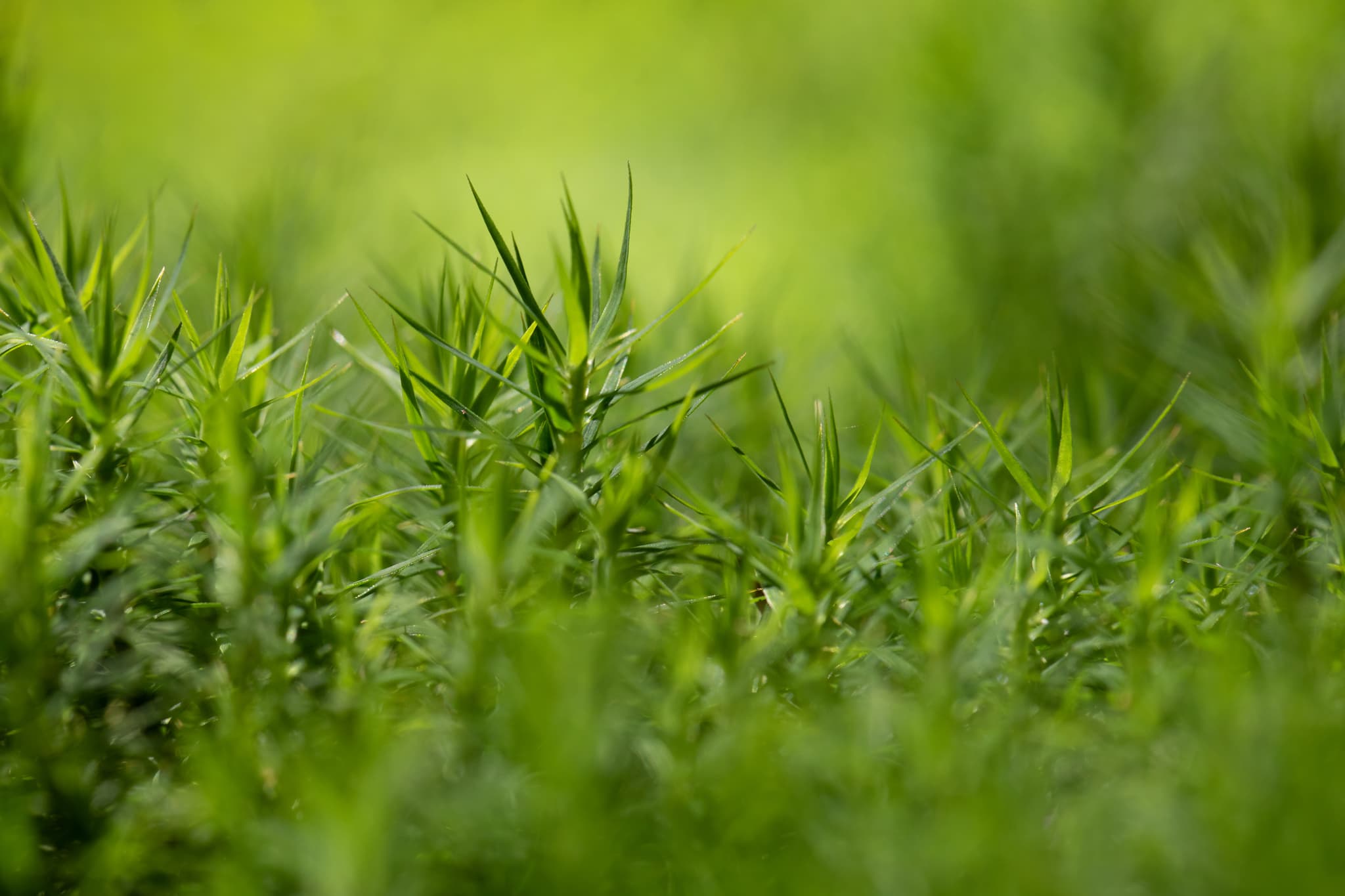 Moos, Kaser Steinstuben, Voglarn, Rottal-Inn, Niederbayern - Nahaufnahme von Moos in Voglarn, Triftern, Rottal-Inn, Niederbayern, Holzland, Bäderdrieck, Deutschland. Das Bild zeigt detailliert die Struktur des Mooses.