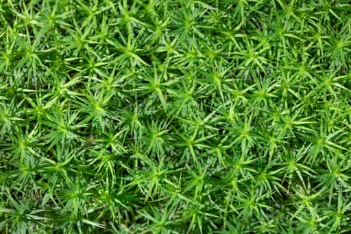 Moos, Kaser Steinstuben, Voglarn, Rottal-Inn, Niederbayern