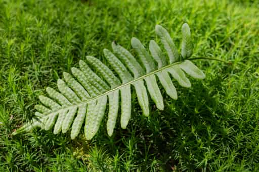 Moos, Kaser Steinstuben, Voglarn, Rottal-Inn, Niederbayern