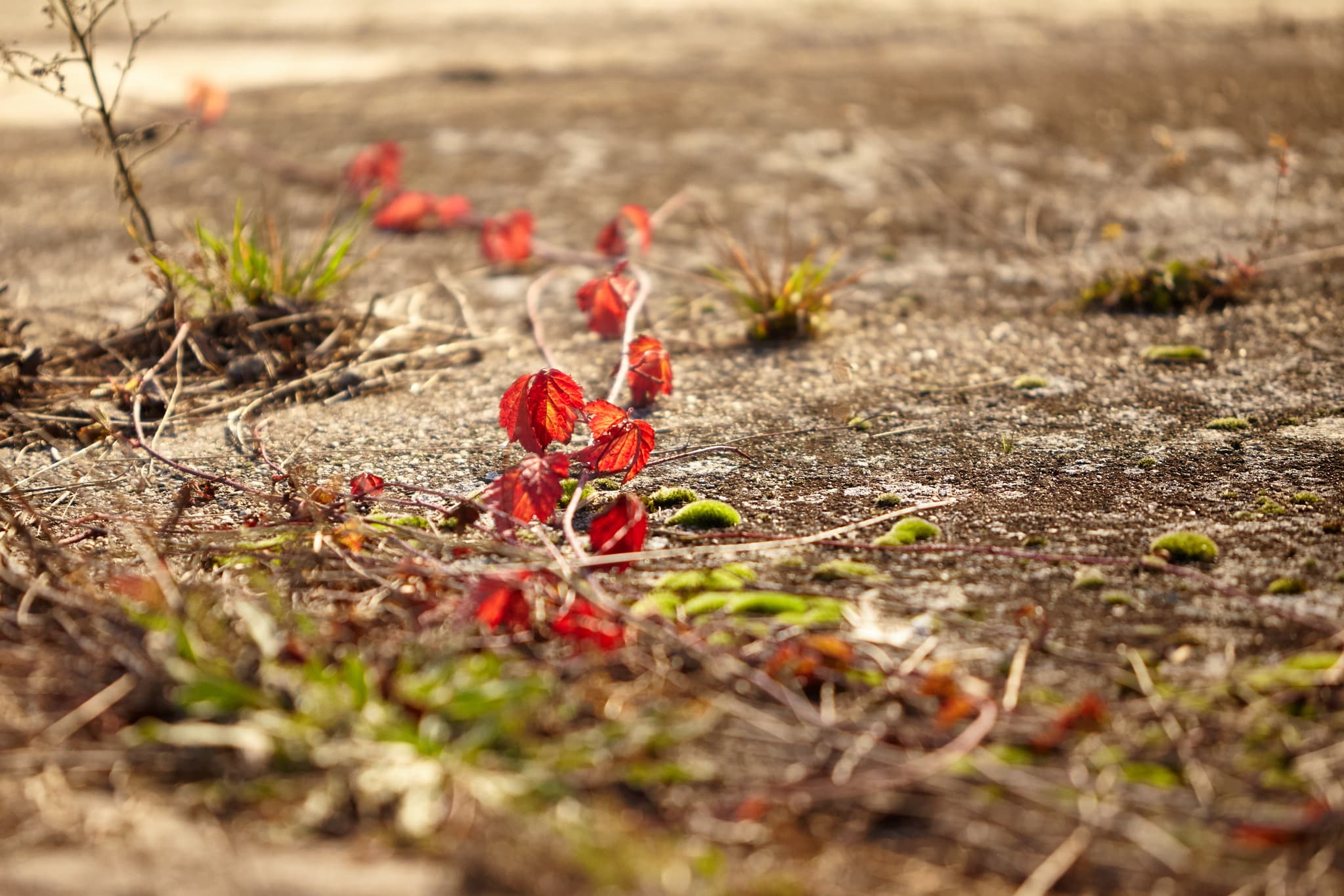 Moose & Flechten, Aussichtsturm Ering am Inn, Rottal-Inn - Moose und Flechten am Aussichtsturm in Ering am Inn, Rottal-Inn, Niederbayern, Bäderdreieck, Deutschland. Nahaufnahme der Pflanzen auf Untergrund.