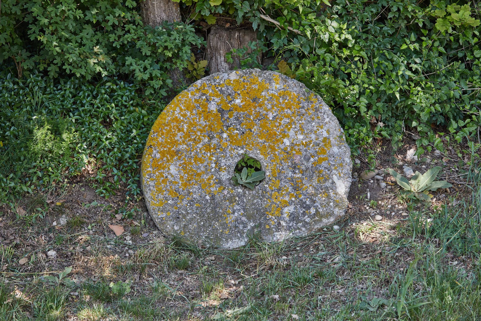 Mühlrad Mühlenweg, Burgkirchen, AÖ, Oberbayern, Inn-Salzach - Bemoostes Mühlrad am Mühlenweg in Burgkirchen, Altötting, Oberbayern. Das historische Artefakt liegt am Waldrand.