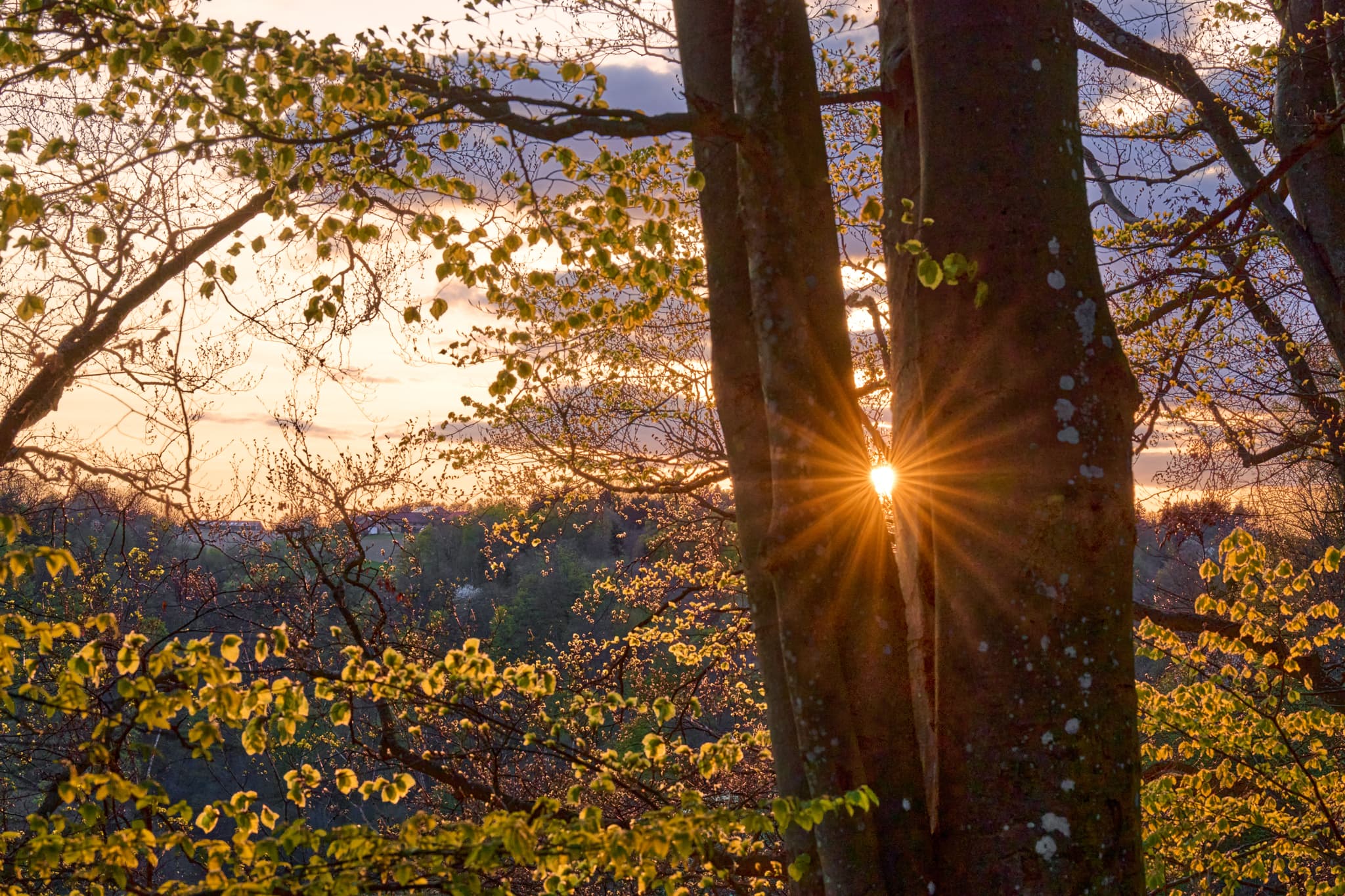 Natur an der Leonberg Aussicht, Marktl am Inn, Altötting - Natur, Landschaft, Baum mit Sonnenstern und Blättern auf der Leonberger Aussicht in Marktl, Landkreis Altötting, Oberbayern, Inn-Salzach, Deutschland.