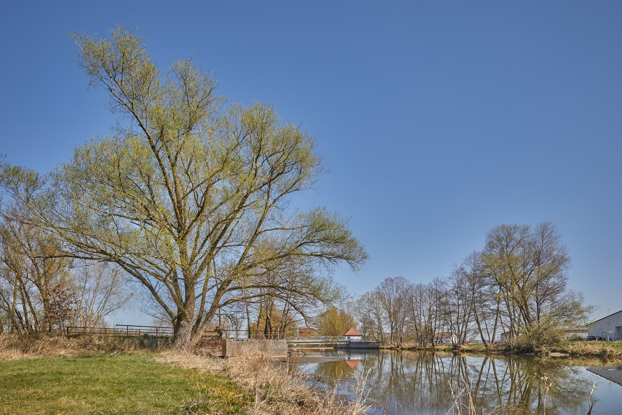 Natur an der Rott, Unterdietfurt, Rottal-Inn, Niederbayern - Beeindruckender Baum am Ufer eines Gewässers in Rott, Unterdietfurt, Landkreis Rottal-Inn, Niederbayern. Ländliche Landschaft im Holzland, Deutschland.