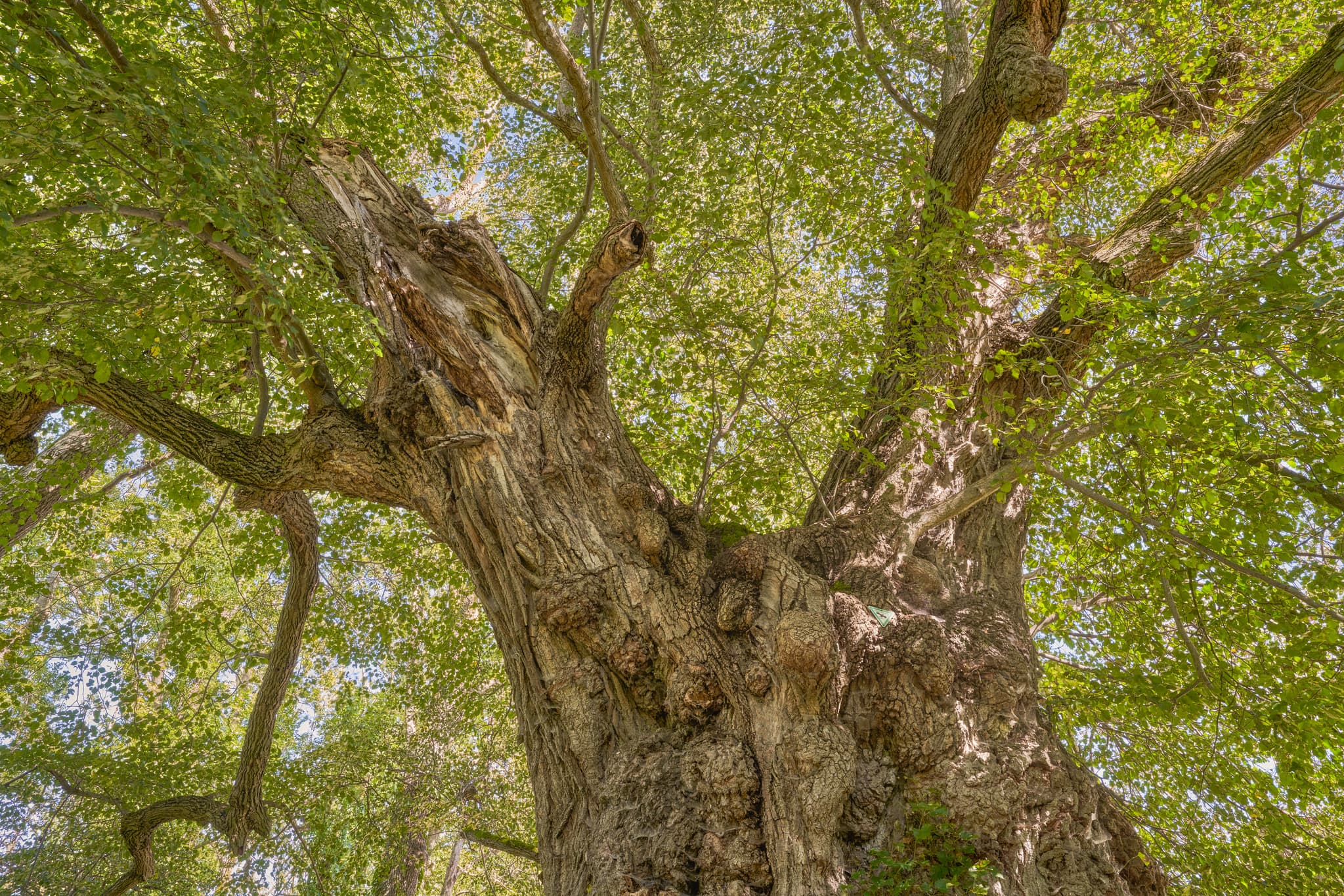 Naturdenkmal Alte Linde in Berg, Kraiburg, Mühldorf am Inn - Historische Alte Linde in Kraiburg, ein Naturdenkmal der Inn-Salzach Region. Gelegen im Landkreis Mühldorf am Inn, Oberbayern, Deutschland, prägt den Ort.