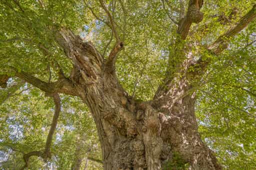 Naturdenkmal Alte Linde in Berg, Kraiburg, Mühldorf am Inn