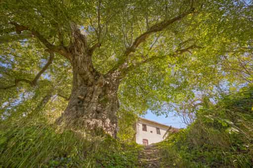 Naturdenkmal Alte Linde in Berg, Kraiburg, Mühldorf am Inn