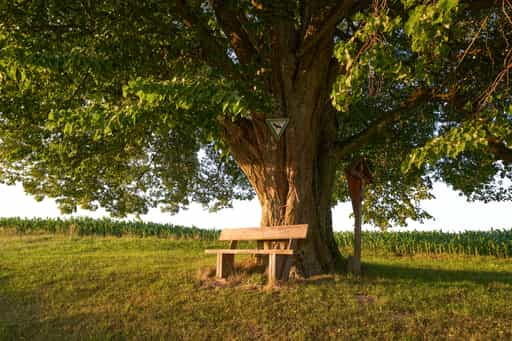 Naturdenkmal Vilsecker Linde, Erlbach, Altötting, Oberbayern