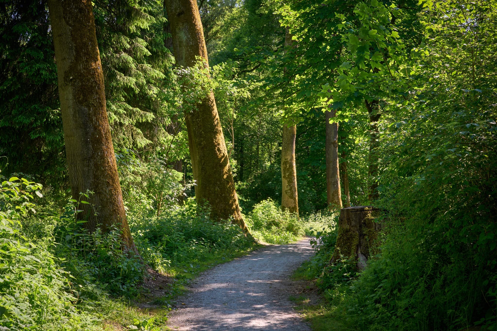 Naturerlebnisweg Innaue, Mühldorf, Oberbayern, Inn-Salzach - Naturerlebnisweg Innaue, Mühldorf am Inn, Oberbayern, Deutschland. Der Pfad schlängelt sich durch eine üppige, grüne Waldlandschaft im Inn-Salzach-Gebiet.