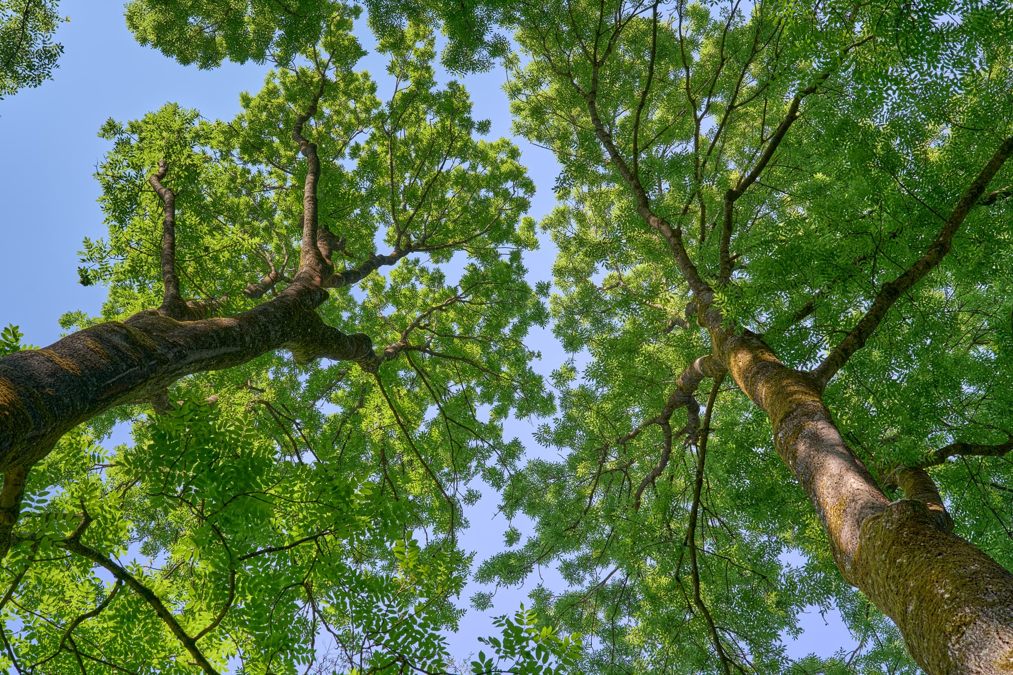 Naturerlebnisweg Innaue, Mühldorf, Oberbayern, Inn-Salzach - Üppige Baumkronen vom Naturerlebnisweg Innaue in Mühldorf am Inn, Oberbayern. Grüne Landschaft im Landkreis Mühldorf am Inn, Deutschland, Region Inn-Salzach.