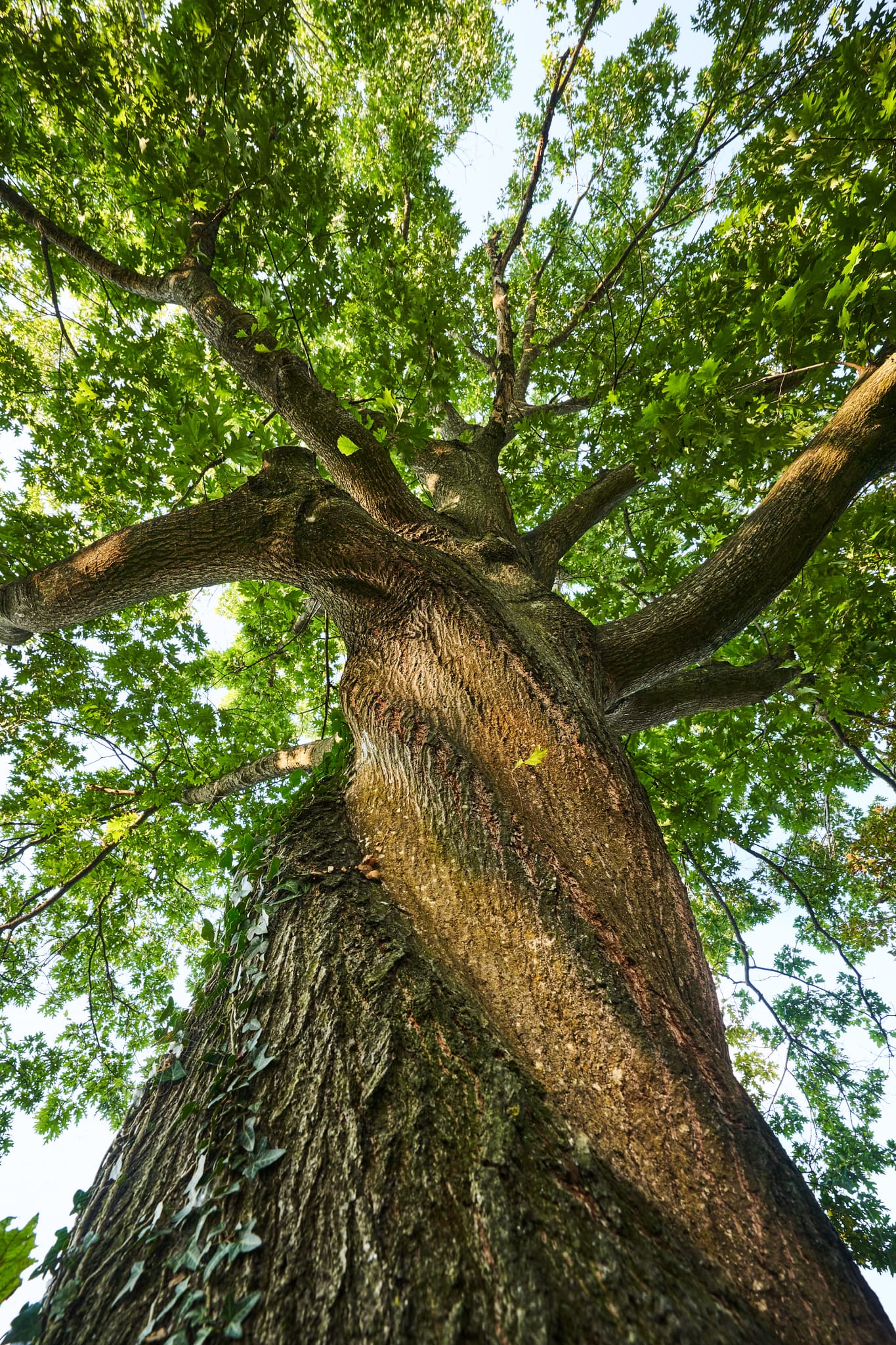 Oberschroffen Eiche, Unterneukirchen, Altötting, Inn-Salzach - Bild einer gewundenen Eiche in Oberschroffen bei Unterneukirchen, Landkreis Altötting, Oberbayern, Region Inn-Salzach, Deutschland.