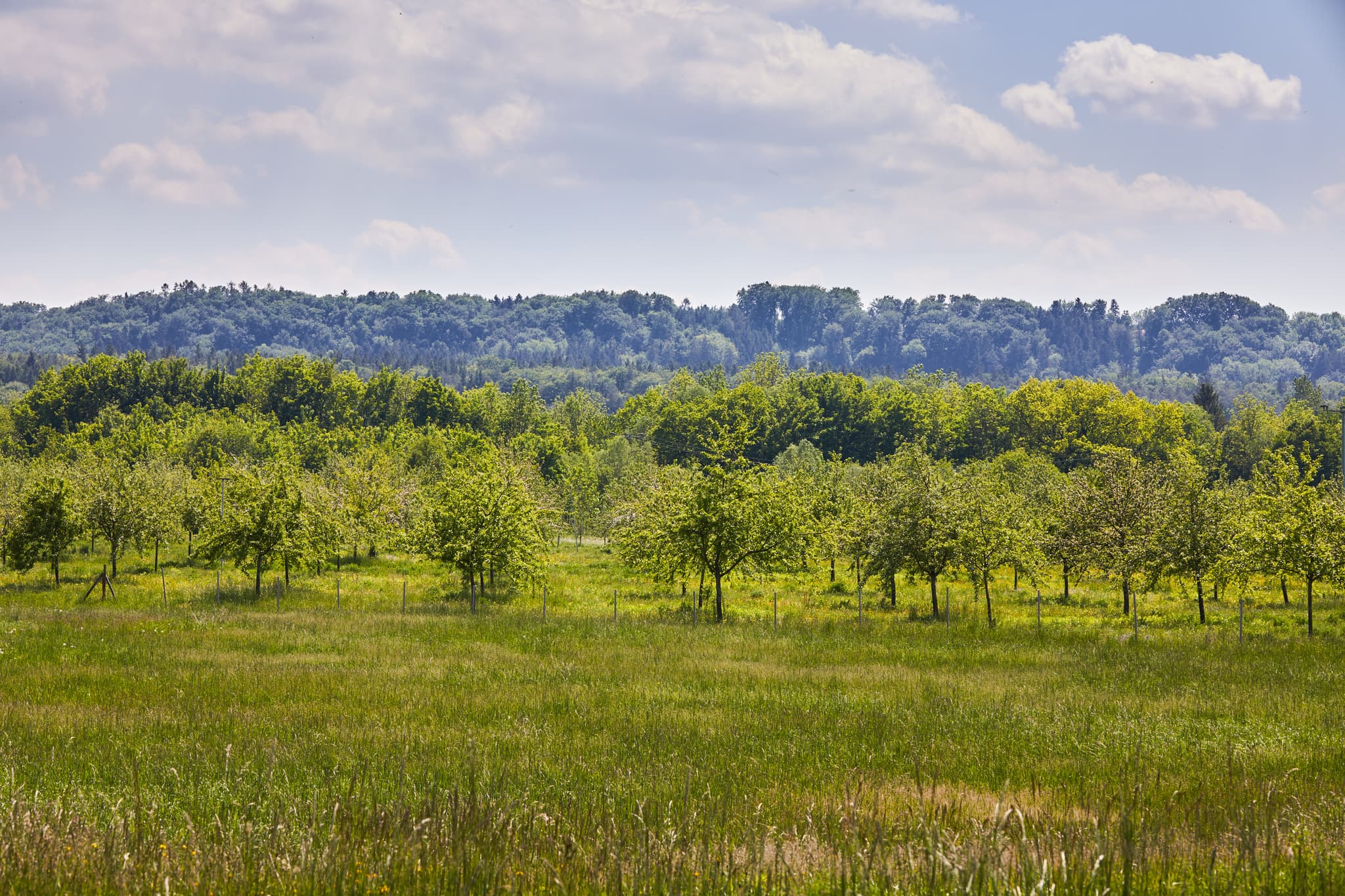 Obstbäume, Westenthanner Brennerei bei Burgkirchen a.d. Alz - Obstbäume der Westenthanner Brennerei nahe Burgkirchen, Altötting, Oberbayern, Deutschland. Grüne Wiese und bewaldeter Hügel prägen die Inn-Salzach Landschaft.