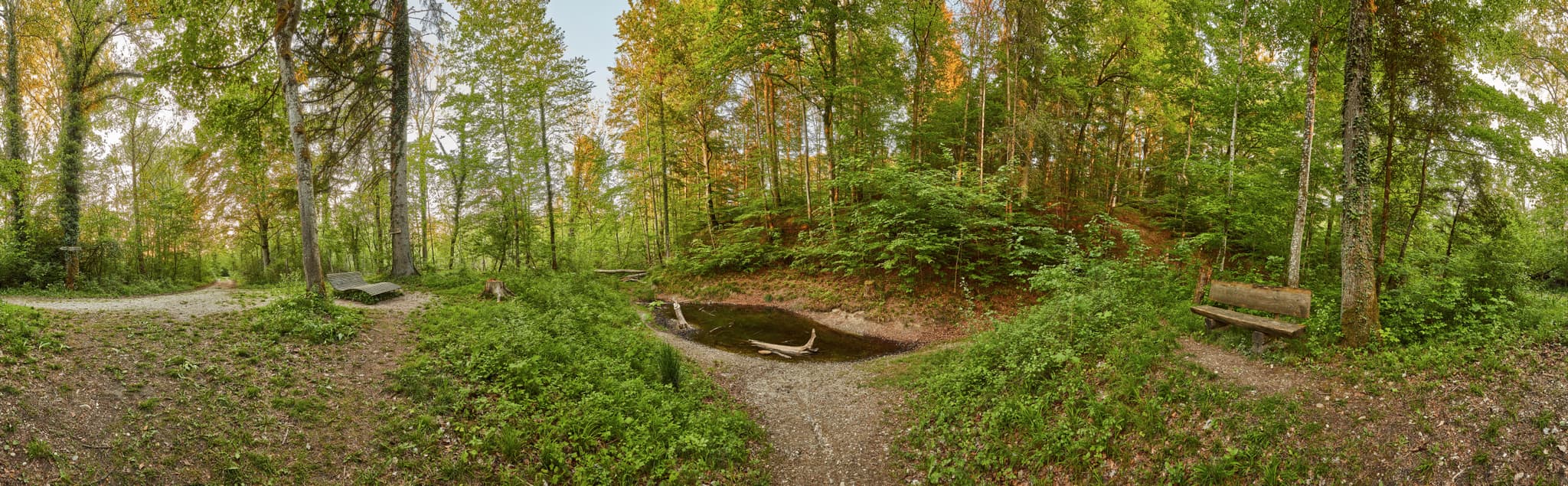Walderlebnispfad Klosterau bei Mehring, Landkreis Altötting - Panorama vom Klosterau Walderlebnispfad Alz Au in Mehring, Altötting, Oberbayern, Inn-Salzach, Deutschland. Zeigt naturnahen Waldweg, Bäume, Wasserstelle.