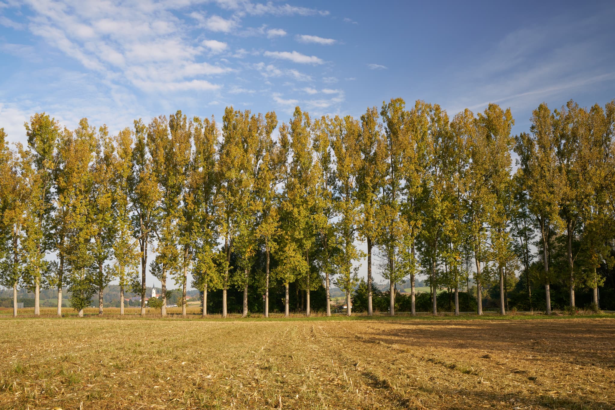 Parzham Allee Herbst - Bad Griesbach, Landkreis Passau - Herbstliche Allee in Parzham bei Bad Griesbach im Landkreis Passau, Niederbayern, Regierungsbezirk Niederbayern