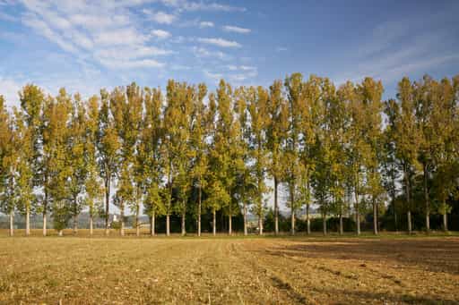 Parzham Allee Herbst - Bad Griesbach, Landkreis Passau