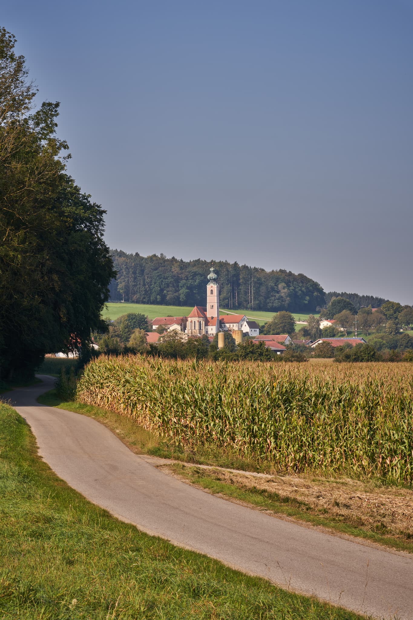 Pilgerweg Richtung Mehring, Badhöring, Altötting, Oberbayern - Weg durch Maisfelder bei Badhöring, Gemeinde Mehring. Im Hintergrund der Ort mit Kirchturm. Die Landschaft liegt im Landkreis Altötting, Region Inn-Salzach