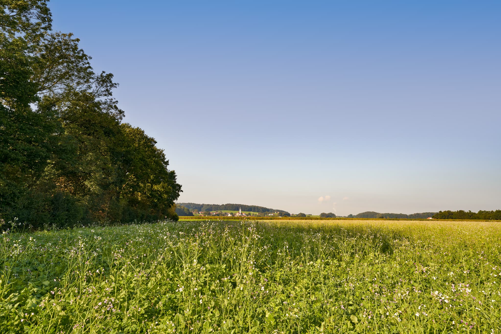 Pilgerweg Richtung Mehring, Badhöring, Altötting, Oberbayern - Blick über ein weites Feld bei Badhöring (Mehring), Altötting, Oberbayern. Typische Inn-Salzach-Landschaft mit Pilgerweg und Baumreihen in Deutschland.