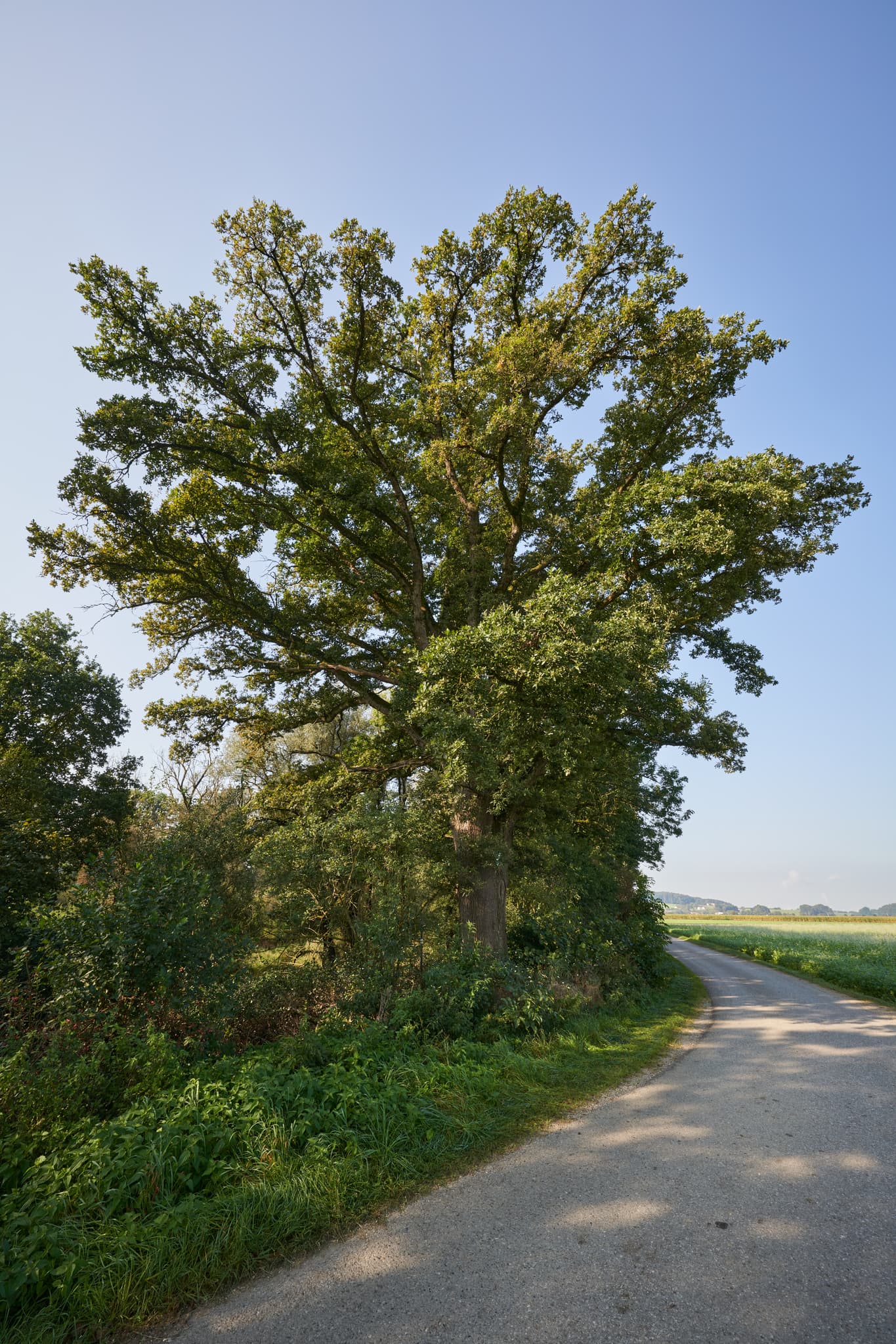 Pilgerweg Richtung Mehring, Badhöring, Altötting, Oberbayern - Alter Baum am Pilgerweg in Badhöring, Mehring, Altötting, Oberbayern. Die Landschaft der Region Inn-Salzach zeigt Felder unter klarem blauen Himmel.