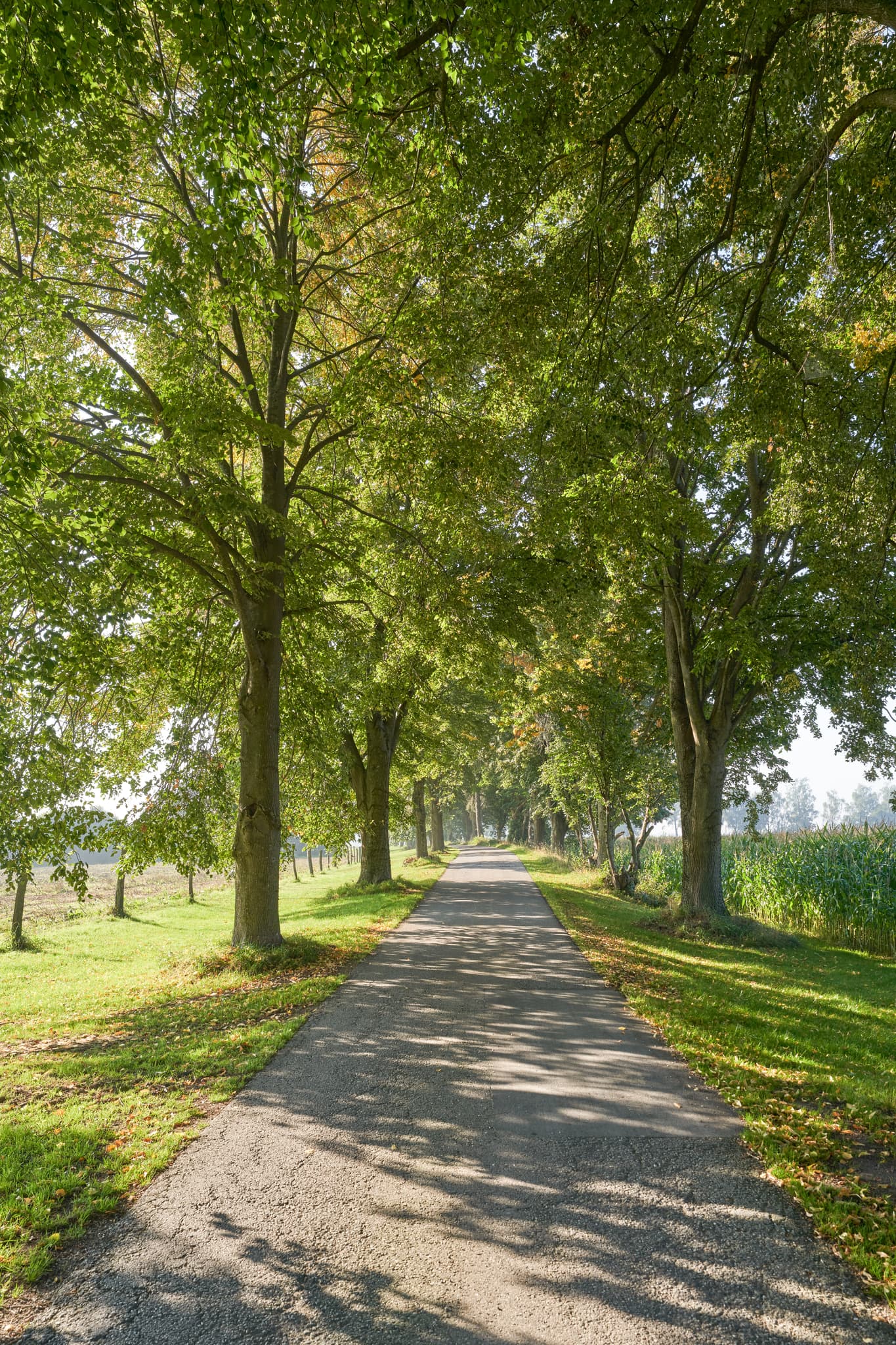 Pilgerweg Wallner a.d. Osterwies, Kastl, Altötting - Baumallee am St.-Rupert-Pilgerwegs bei Wallner a.d. Osterwies in Kastl, Altötting, Oberbayern, Inn-Salzach Region in Deutschland.