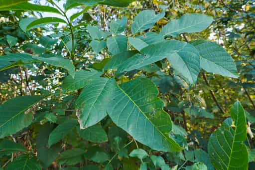 Pimpernuss in Eisenfelden Bahnhof, Altötting, Oberbayern