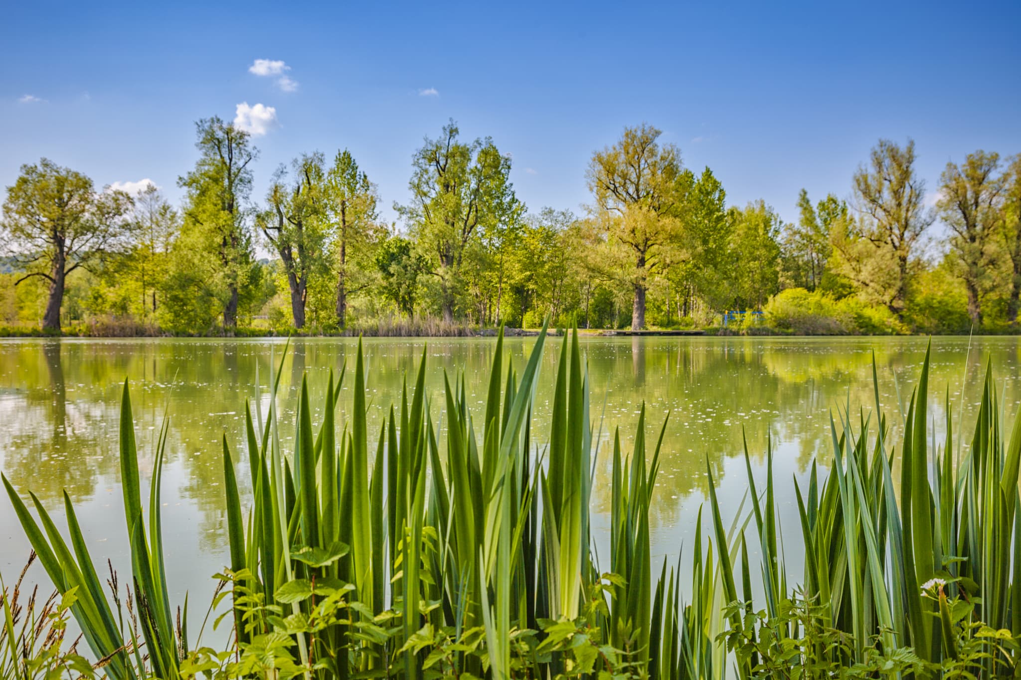 Radweg rechte Seite Inn, höhe Perach, Neuötting, Altötting - Inn höhe Perach, gesäumt von Bäumen und Grün. Idyllisches Bild aus Neuötting, Landkreis Altötting, Oberbayern, Inn-Salzach.