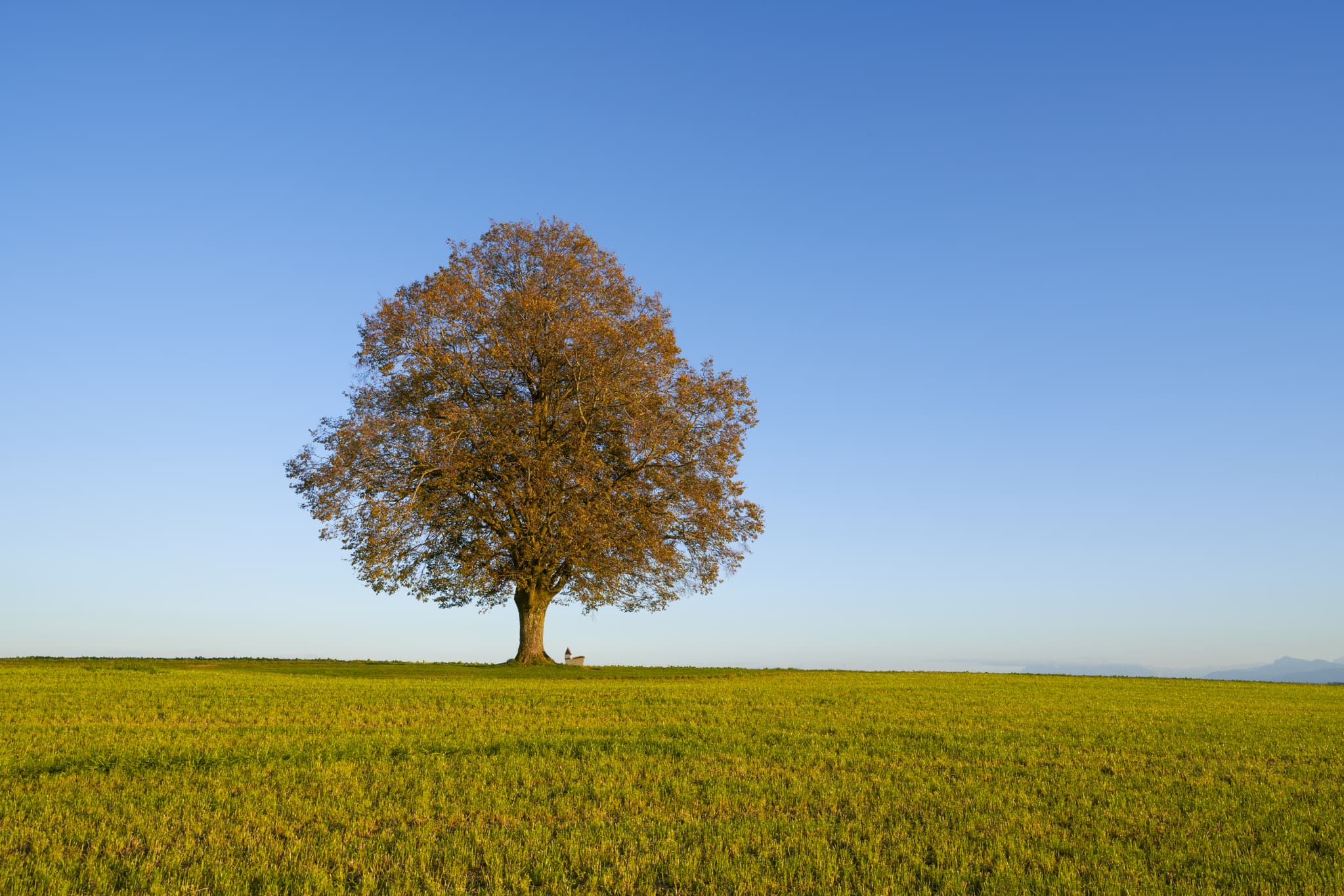 Rainbichl Linde in Tyrlaching, Altötting, Oberbayern - Linde in Rainbichl, Gemeinde Tyrlaching, im Landkreis Altötting, Oberbayern, Deutschland, gelegen in der Region Inn-Salzach.
