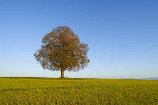Rainbichl Linde in Tyrlaching, Altötting, Oberbayern