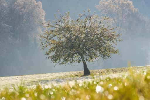 Raureif Baum in Pomming, Oberbayern, Inn-Salzach Region