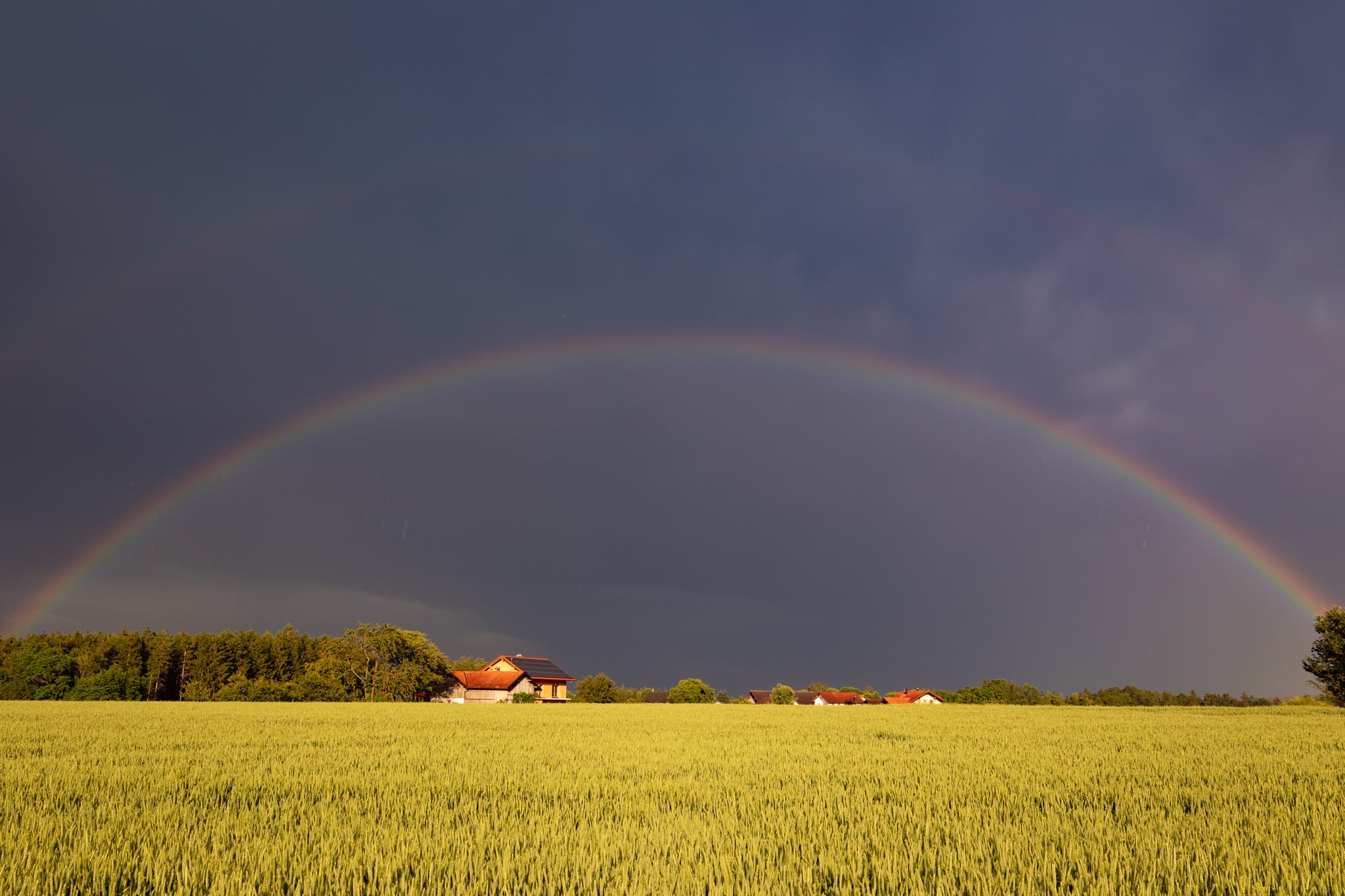 Regenbogen in Amering, Stubenberg, Rottal-Inn, Niederbayern - Regenbogen über einem Getreidefeld bei Amering, Stubenberg, Landkreis Rottal-Inn, Niederbayern, Region Holzland, Bäderdreieck, Deutschland.