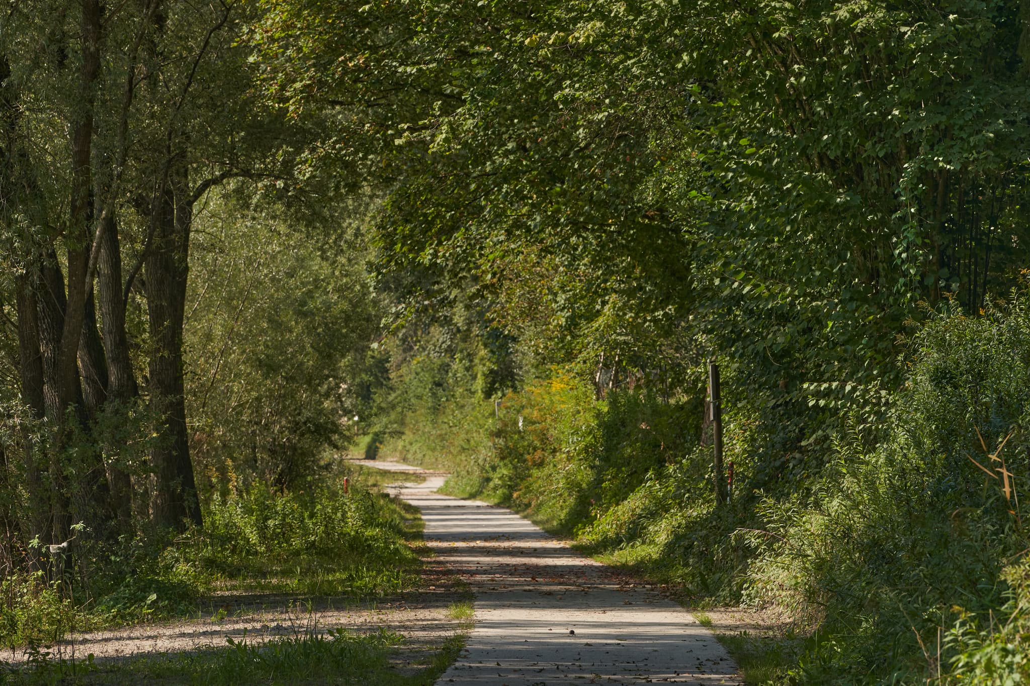 Richtung Raitenhaslach, Salzach, Altötting, Oberbayern - Idyllischer Weg durch üppiges Grün entlang der Salzach nahe Burghausen, Landkreis Altötting, Oberbayern. Alte Bahnstrecke.