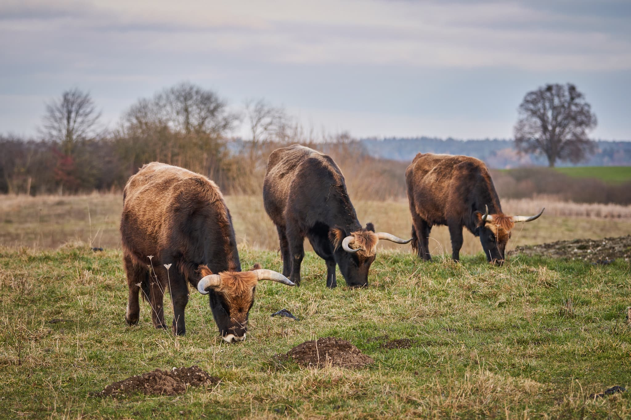 Rinder im Astner Moos, Tittmoning, Oberbayern, Inn-Salzach - Highland-Rinder auf der Weide im Astner Moos bei Tittmoning in Oberbayern, Region Inn-Salzach, Deutschland. Idyllisches Landschaftsbild.