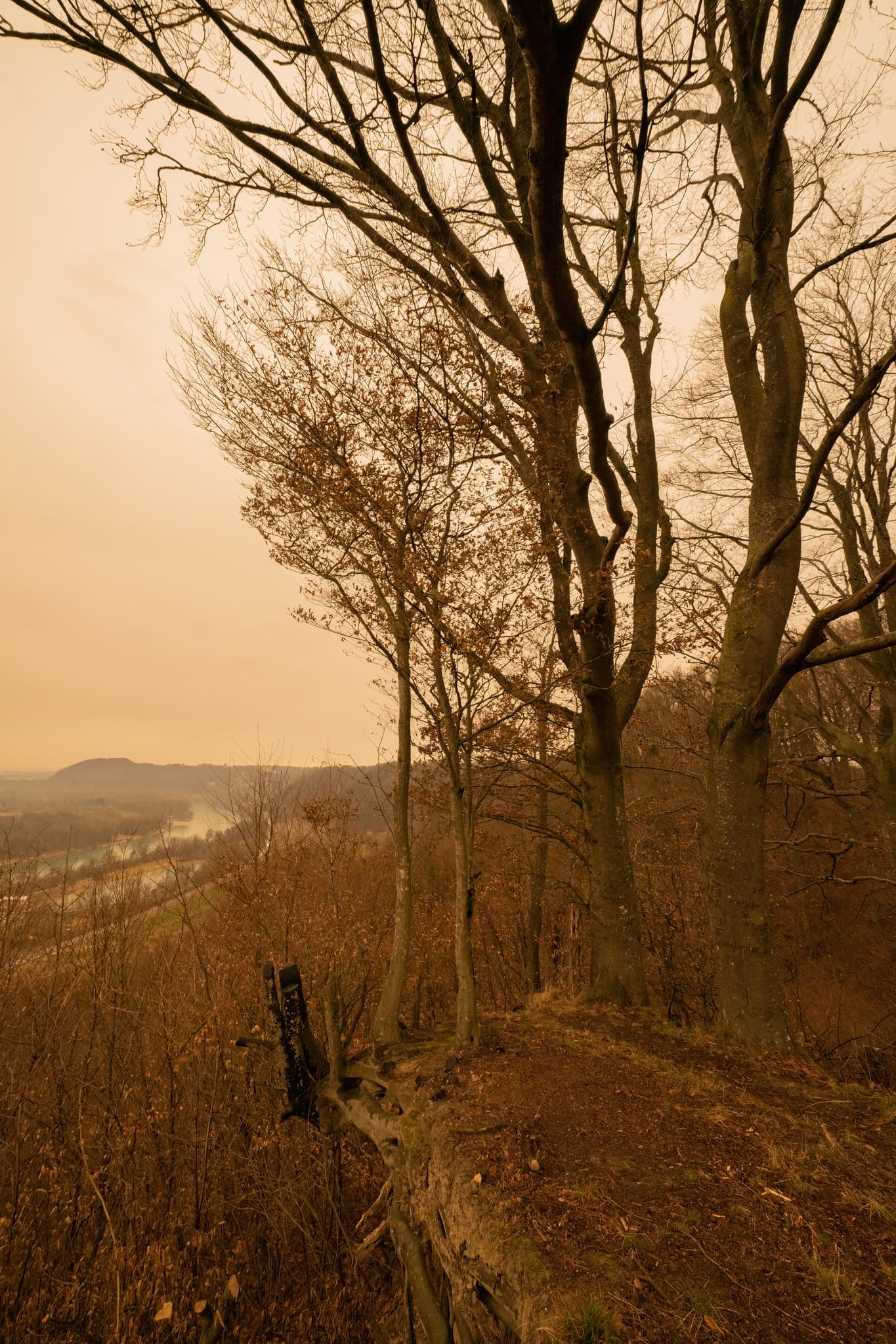 Saharastaub vom 15.03.2022, Marktler Aussicht, Altötting - Blick von der Marktler Aussicht, Marktl, Altötting, Oberbayern, Inn-Salzach, Deutschland. Bäume am Hang, Talblick. Himmelsfärbung durch Saharastaub.