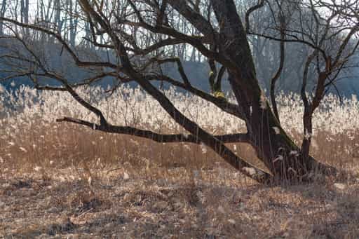 Schilf in der Au, Unterholzhausen, Oberbayern, Inn-Salzach