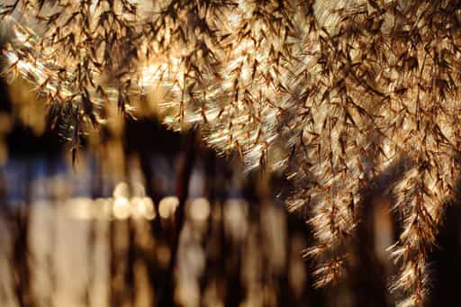 Schlif, im Gegenlicht, Sonnenuntergang, Marktl am Inn