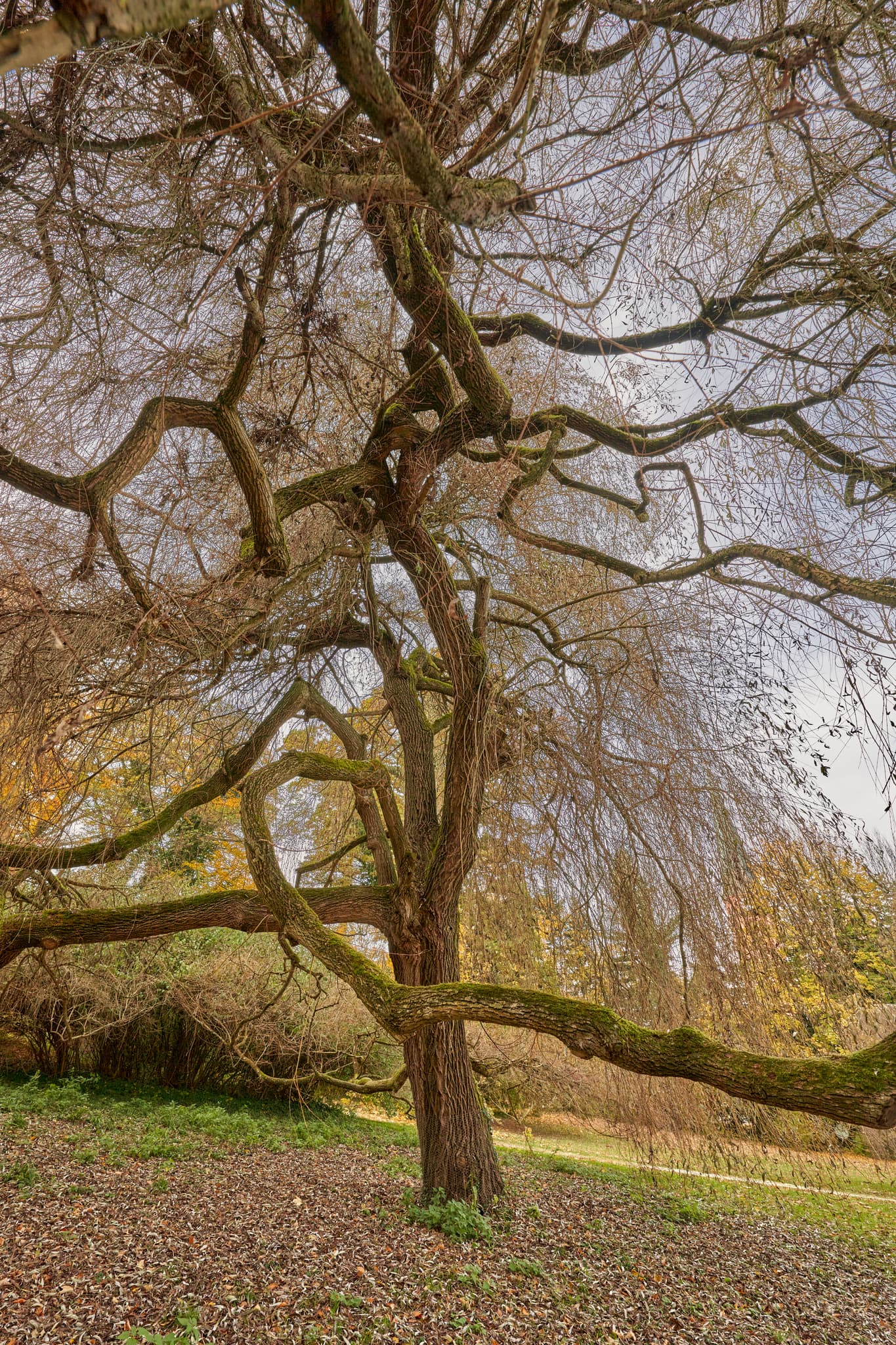 Schllosspark Baum, Schönau, Rottal-Inn, Niederbayern - Baum mit ausladenden Ästen im Schlossspark in Schönau, Rottal-Inn, Niederbayern, Holzland, Deutschland. Eine charakteristische Landschaftsszene der Region.