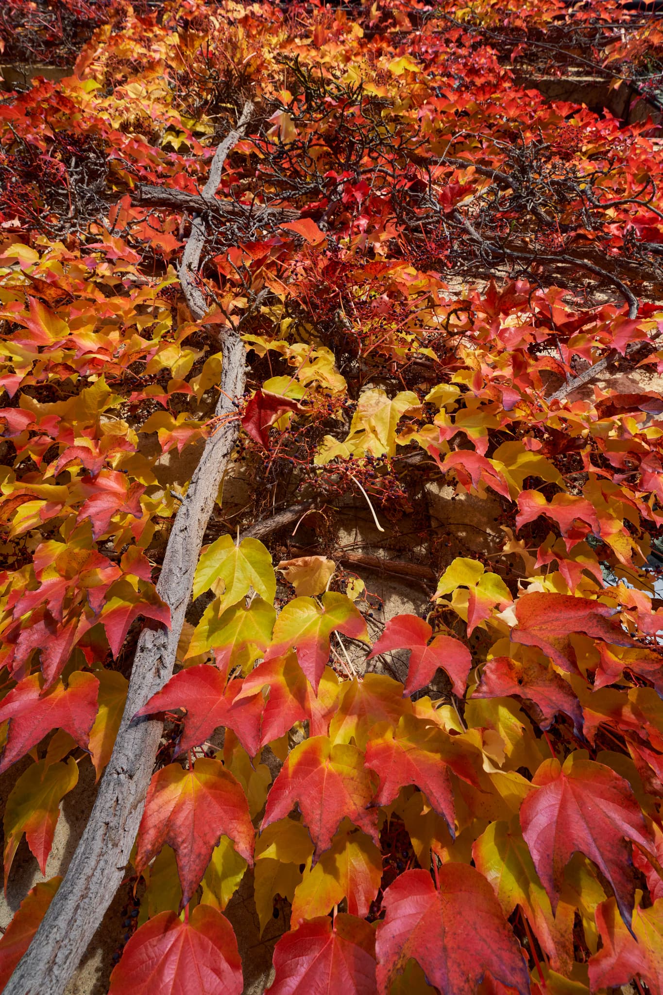 Schloss Vorhof Detail Herbst Hörnliweg, Schönau, Rottal-Inn - Detailaufnahme Schloss Vorhof mit leuchtend rotem und orangefarbenem Laub an der Gebäudefassade  in Schönau, Rottal-Inn, Niederbayern, Holzland, Deutschland.