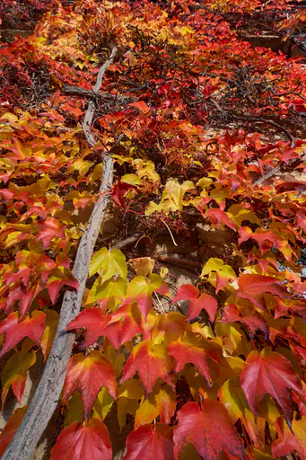Schloss Vorhof Detail Herbst Hörnliweg, Schönau, Rottal-Inn