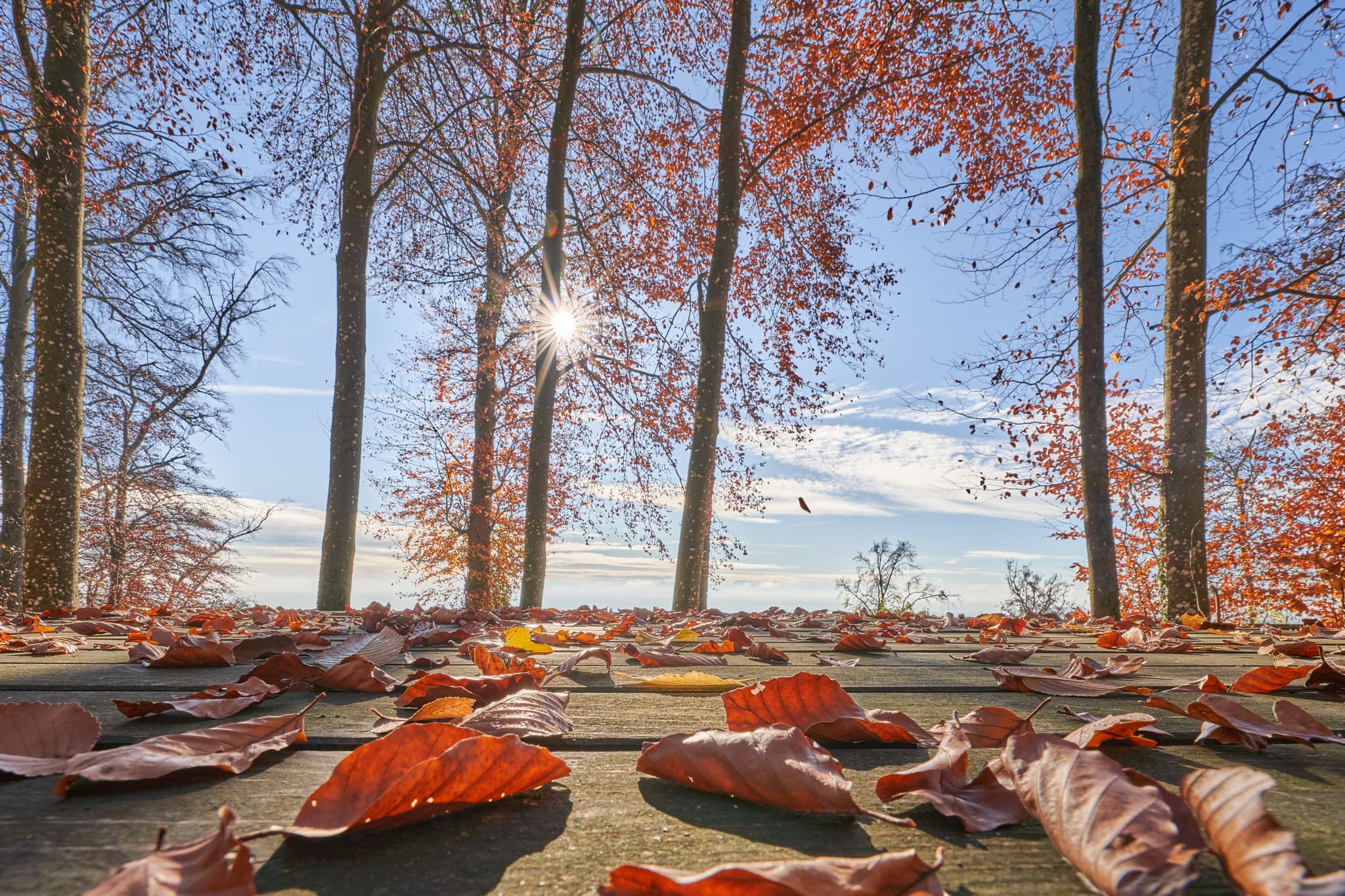 Schlossberg, Herbstlaub auf Tisch, Julbach, Rottal-Inn - Herbstlaub auf Tisch auf dem Schlossberg in Julbach, Gemeinde Julbach, Landkreis Rottal-Inn, Niederbayern, Holzland, Bayern, Deutschland.