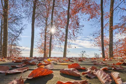 Schlossberg, Herbstlaub auf Tisch, Julbach, Rottal-Inn