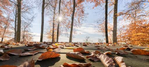 Schlossberg, Herbstlaub auf Tisch, Julbach, Rottal-Inn