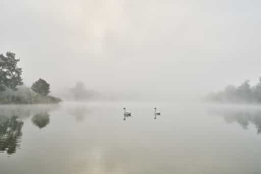 Schwäne im Morgennebel, Badesee Marktl am Inn, Altötting